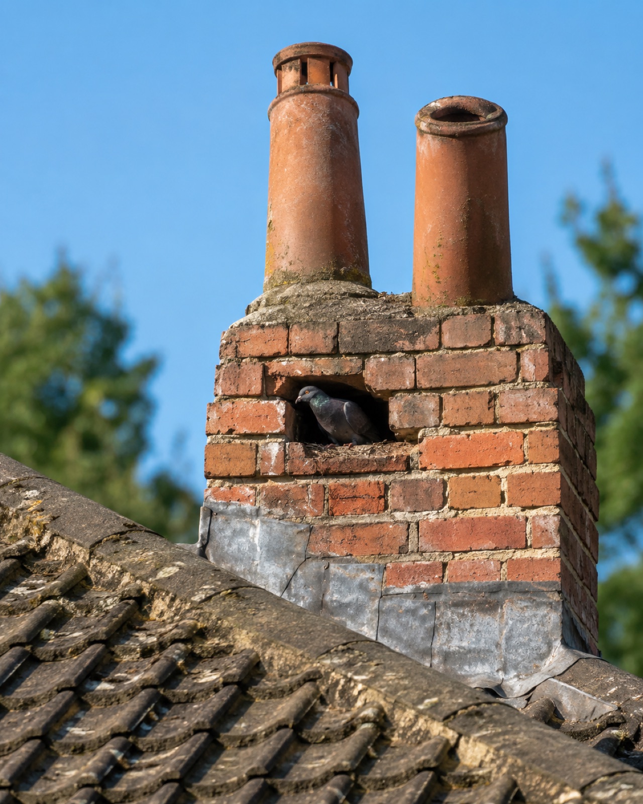 Open chimney pot with signs of bird ingress
