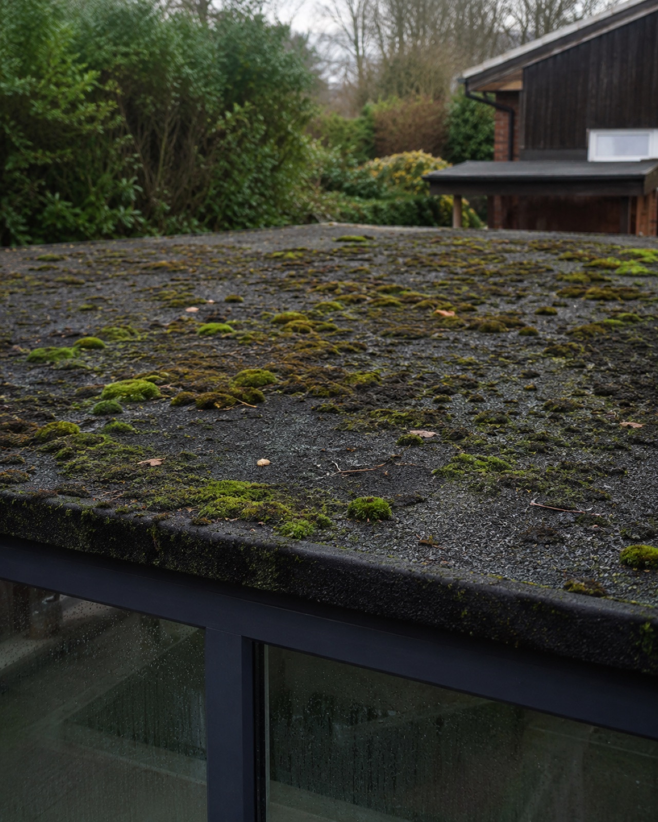 Moss and biological growth on an aged felt flat roof