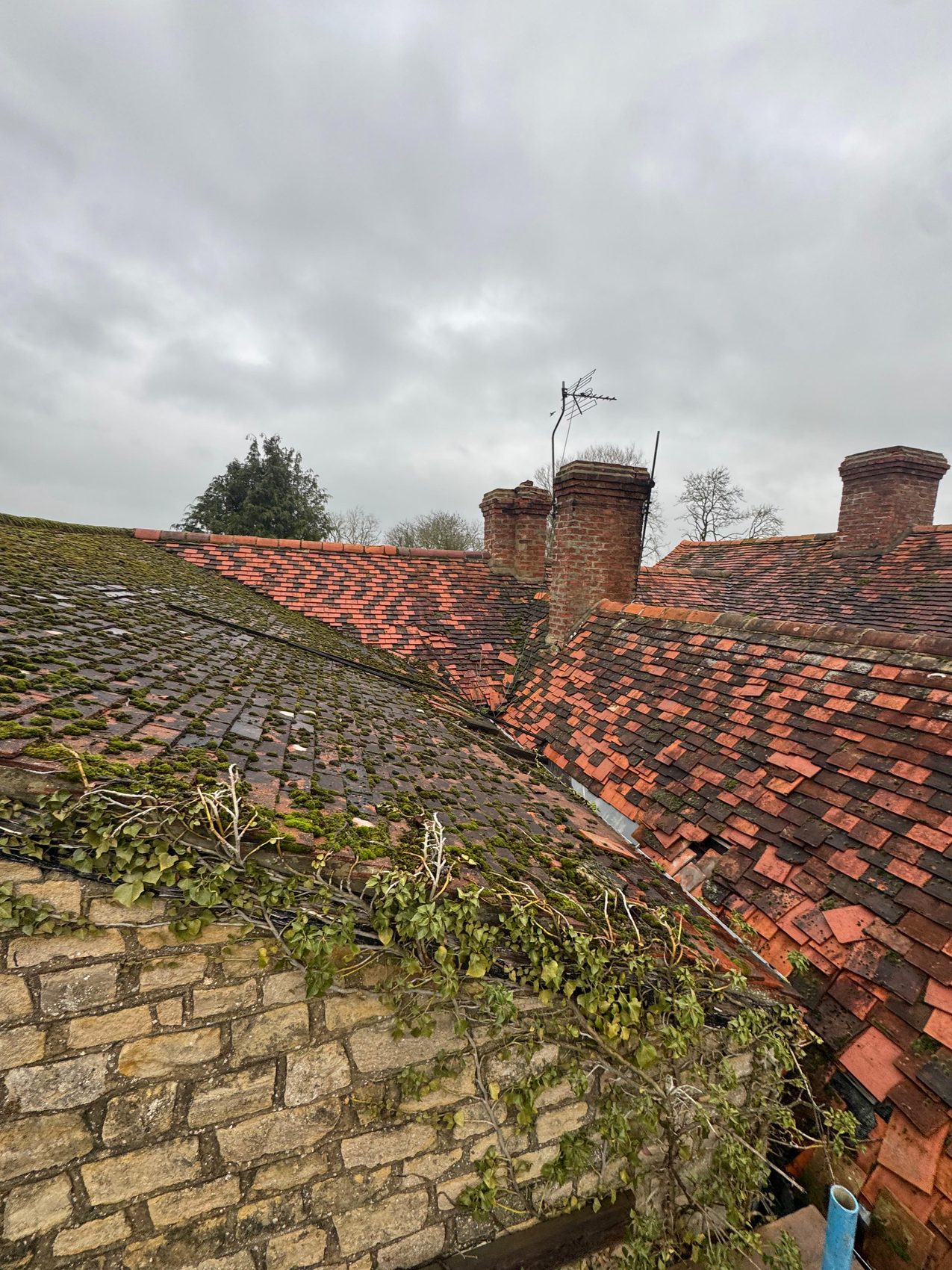 Moss and ivy along the worn ridge of the old mill roof