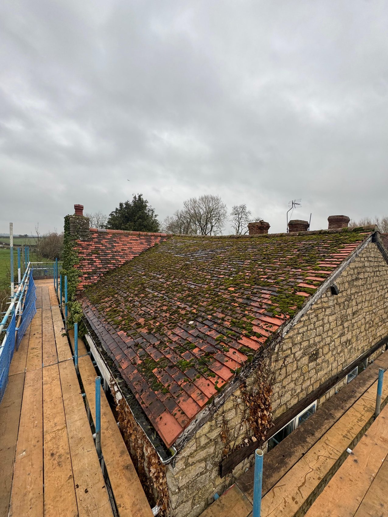 The full moss-covered mill roof before the strip, seen from the scaffold
